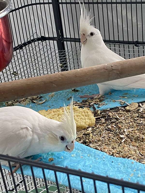 albino-bird-for-sale-in-vincentown-nj