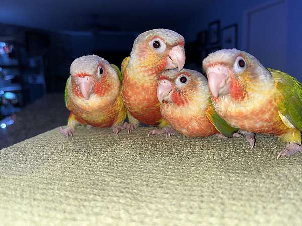 green-cheek-conure-for-sale