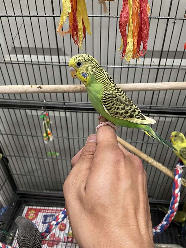 cute-playful-budgerigar-parakeet-for-sale