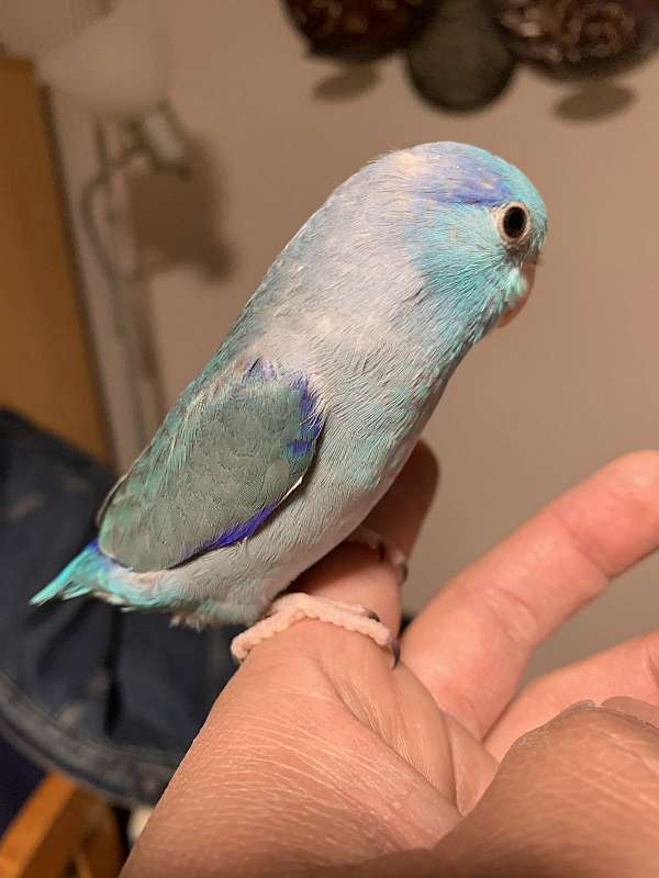 blue-bird-for-sale-in-albany-ny