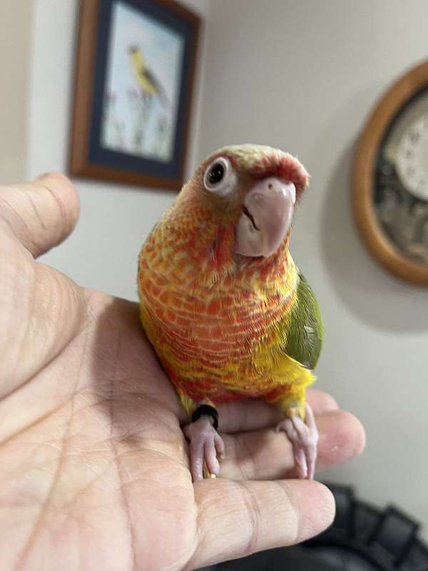 conure-for-sale