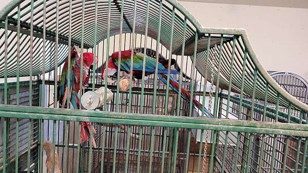 bonded-pair-green-wing-macaw-for-sale