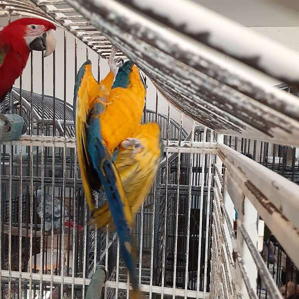 blue-gold-macaw-for-sale