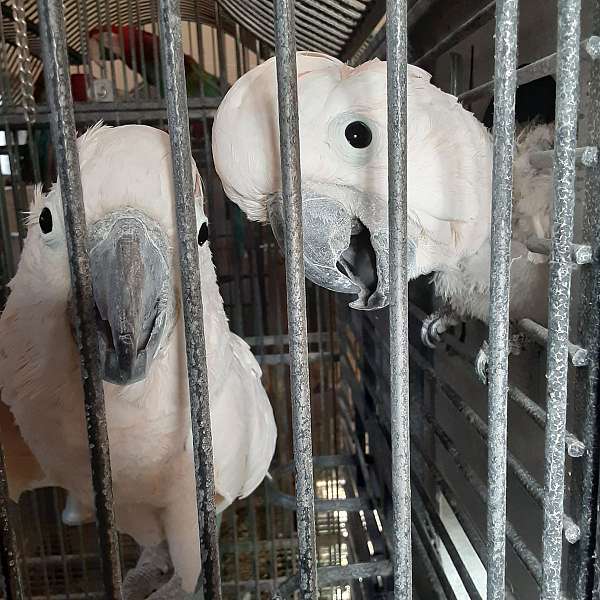 moluccan-cockatoo-for-sale-in-minnesota
