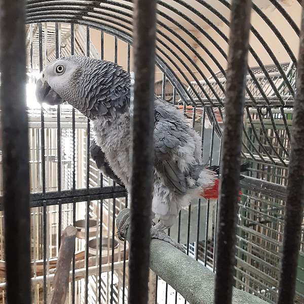 african-grey-parrot-parrot-for-sale-in-minnesota