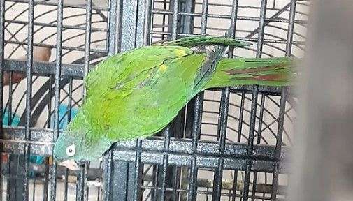 blue-crown-conure-for-sale-in-minnesota