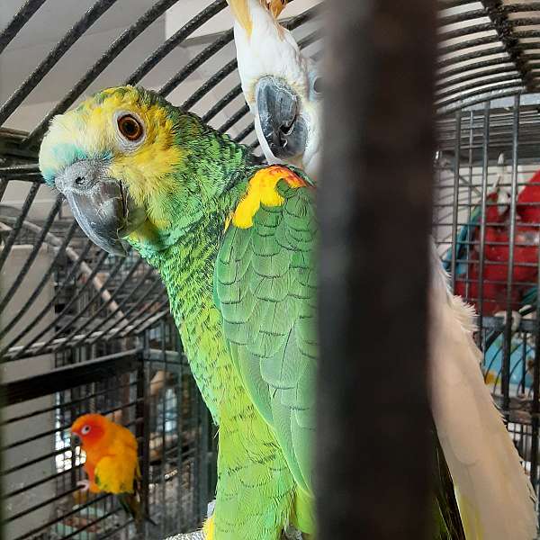 amazon-parrot-parrot-for-sale-in-minnesota