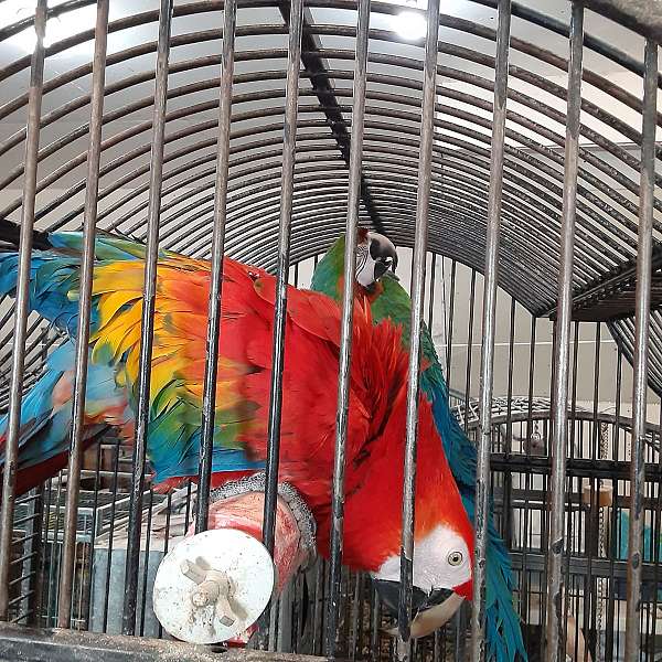 scarlet-macaw-for-sale-in-minnesota