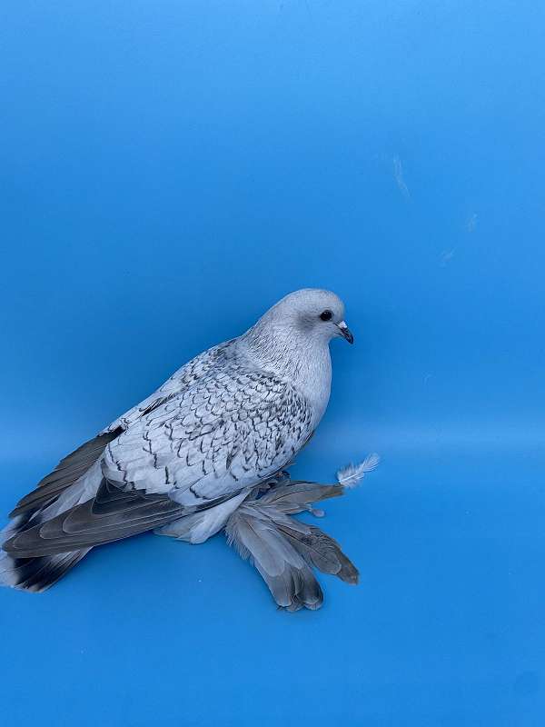 pigeon-for-sale