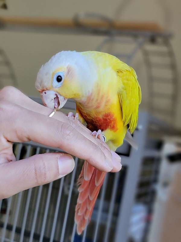 conure-for-sale-in-reynoldsburg-oh