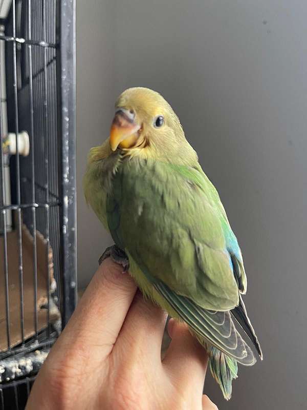 parrotlet-for-sale-in-reynoldsburg-oh