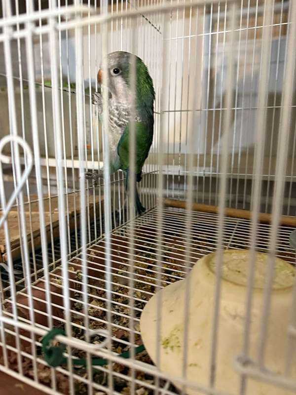 parrotlet-for-sale-in-reynoldsburg-oh