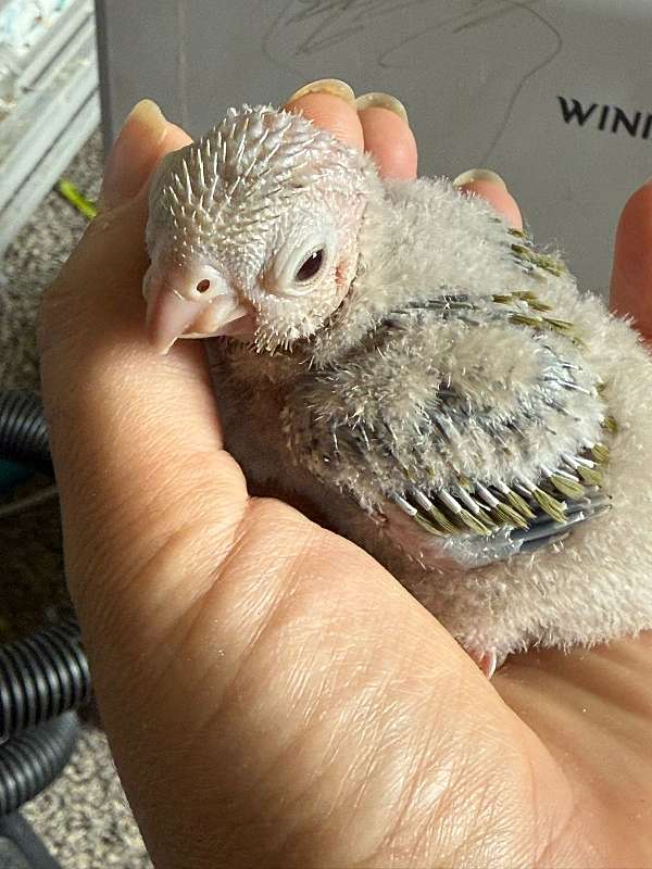 parrotlet-for-sale-in-reynoldsburg-oh