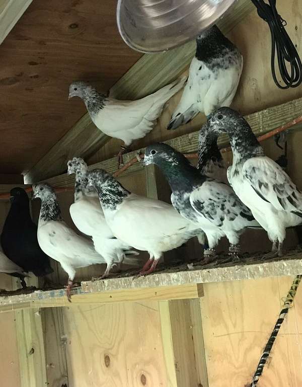 pigeon-for-sale-in-centereach-ny