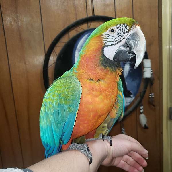 hybrid-macaw-for-sale-in-allegan-mi