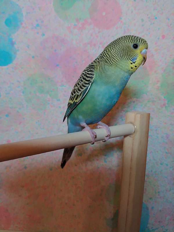 parakeet-for-sale