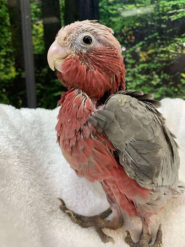 cockatoo-rose-breasted-cockatoo-for-sale-in-flower-mound-tx