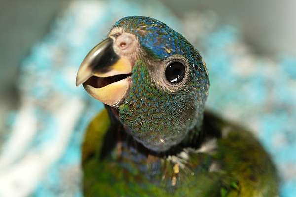 pionus-parrots-for-sale