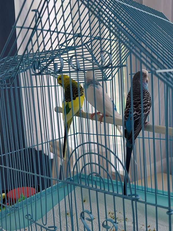 parakeet-for-sale-in-toledo-oh