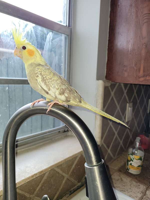 cockatiel-for-sale