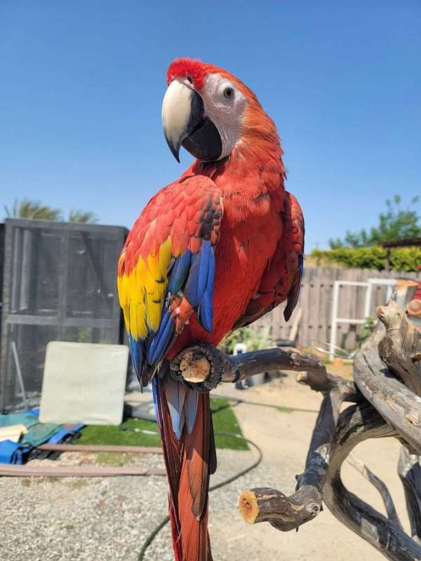 opaline-scarlet-macaw-for-sale