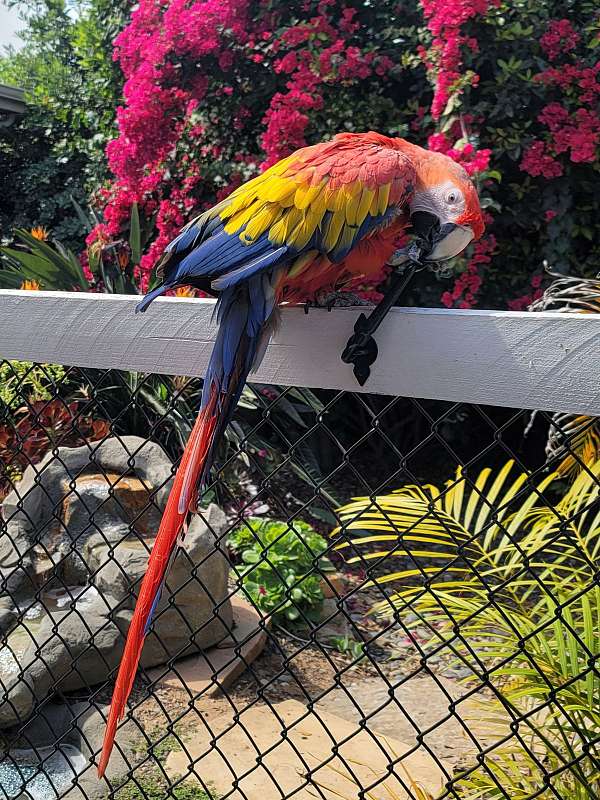 blue-scarlet-macaw-for-sale