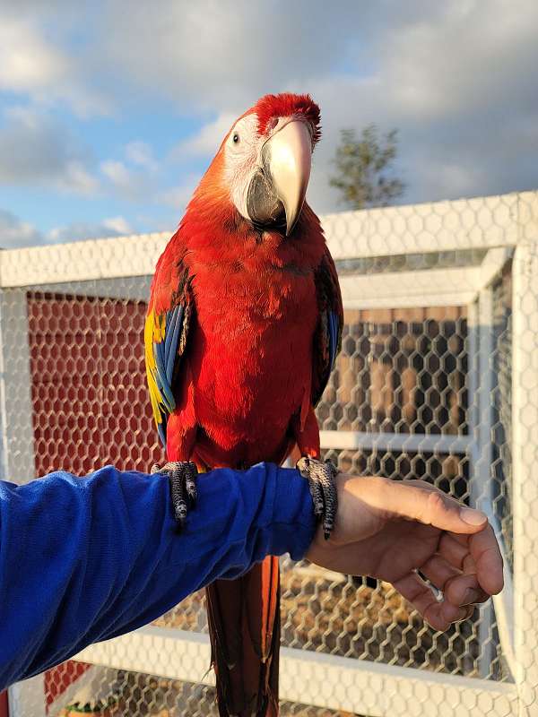 cobalt-scarlet-macaw-for-sale