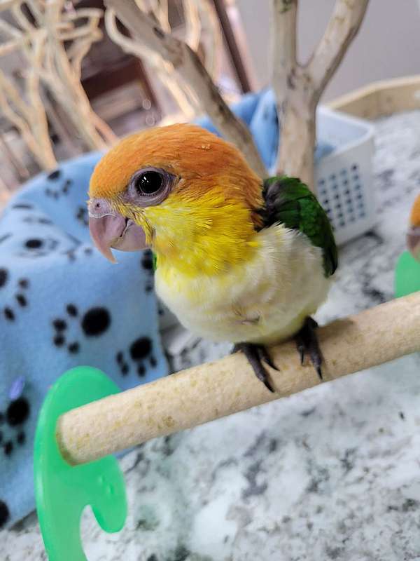 white-bellied-caique-for-sale