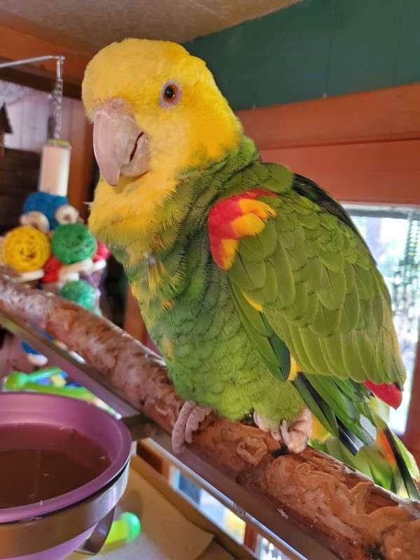 companion-singing-double-yellow-head-amazon-parrot-for-sale