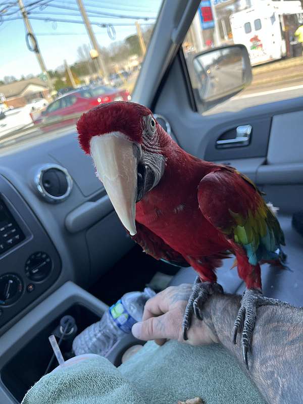 macaw-for-sale-in-douglasville-ga