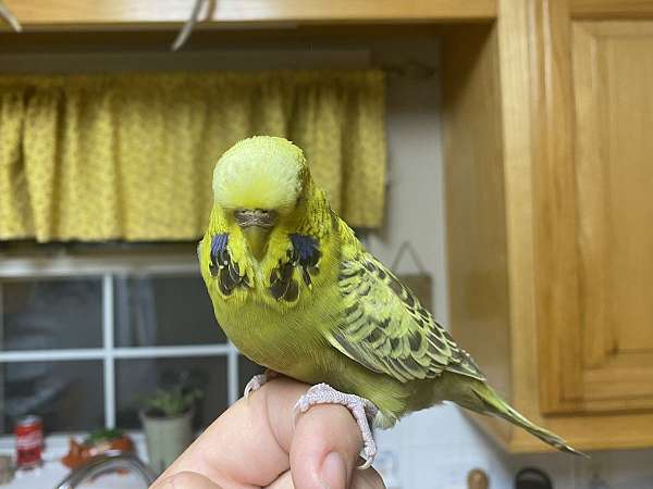 handfed-pet-budgerigar-parakeet-for-sale