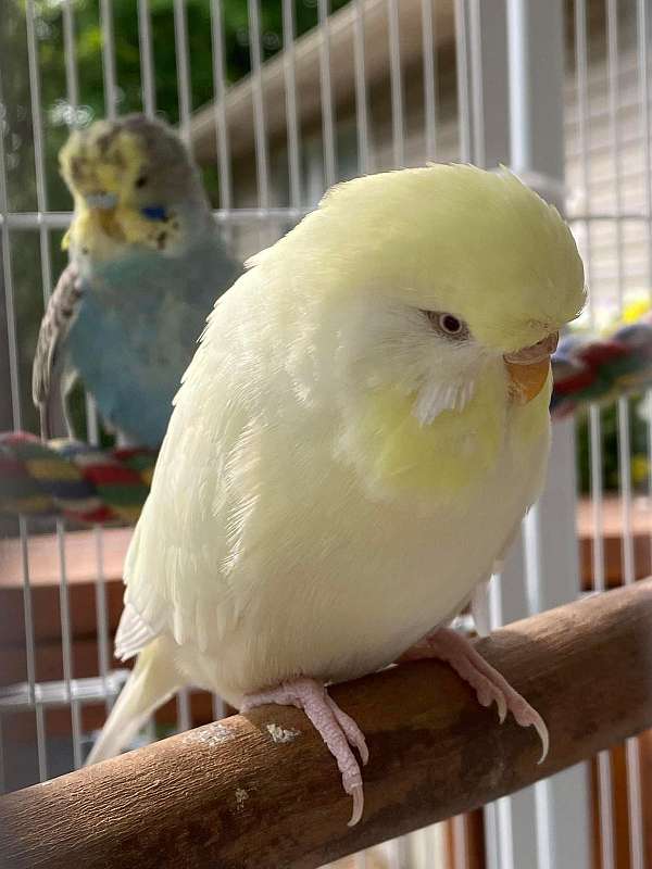 budgerigar-parakeet-for-sale-in-bentonville-ar