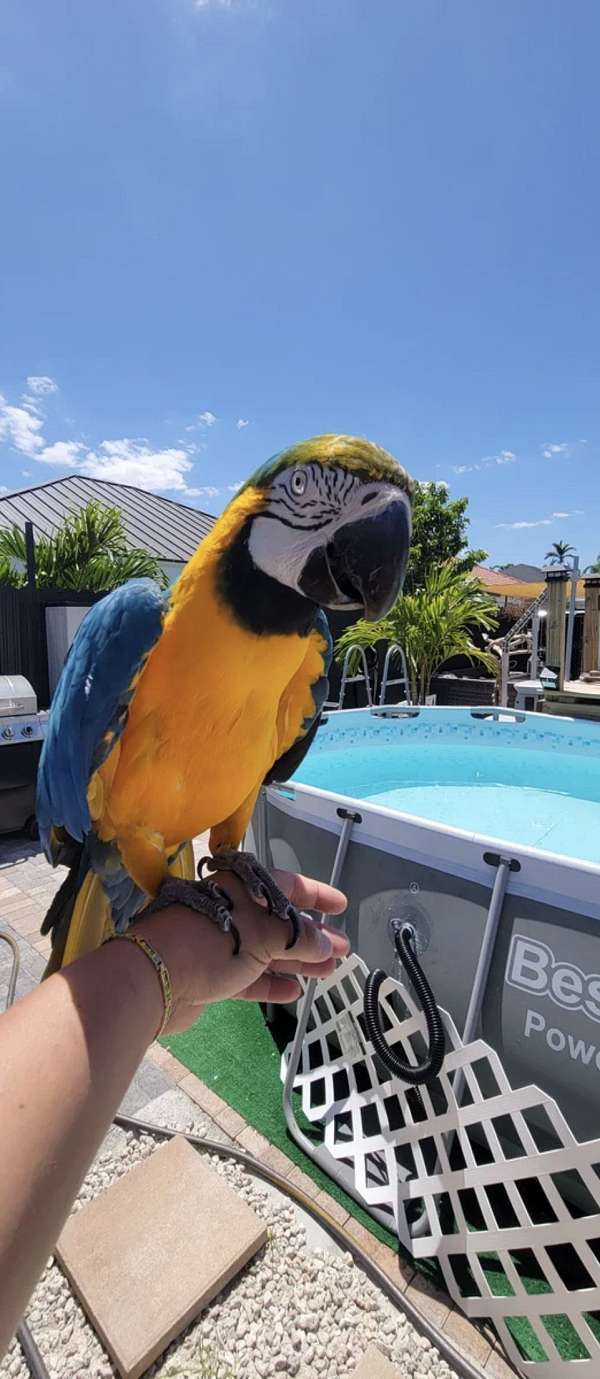 blue-gold-macaw-for-sale-in-northport-al