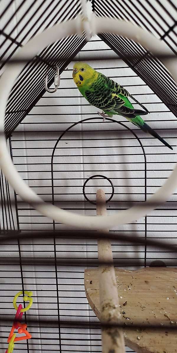 parakeet-for-sale-in-troy-oh