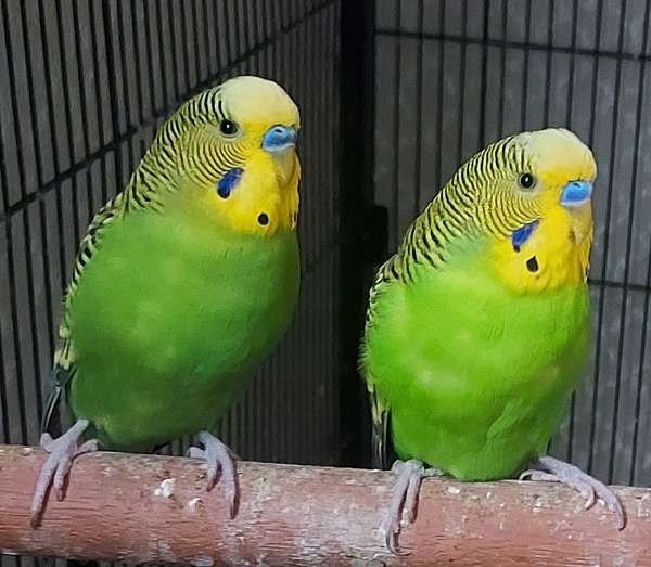 red-rumped-parakeet-for-sale-in-dearborn-mi