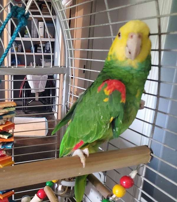 amazon-parrot-for-sale-in-jonesboro-ar