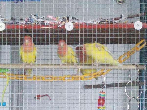 lutino-yellow-bird-for-sale-in-south-nashville-tn