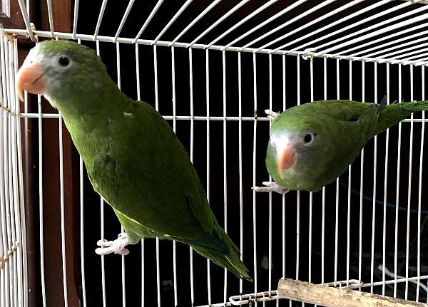 yellow-canary-parakeet-for-sale