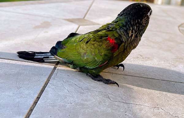 house-trained-crimson-bellied-conure-for-sale
