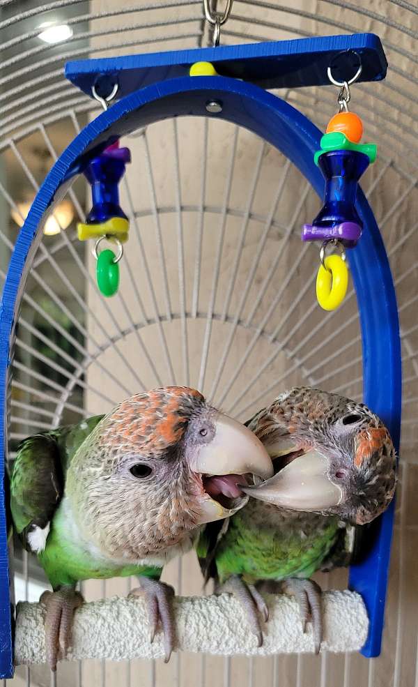 brown-necked-poicephalus-parrots-for-sale-in-miami-fl