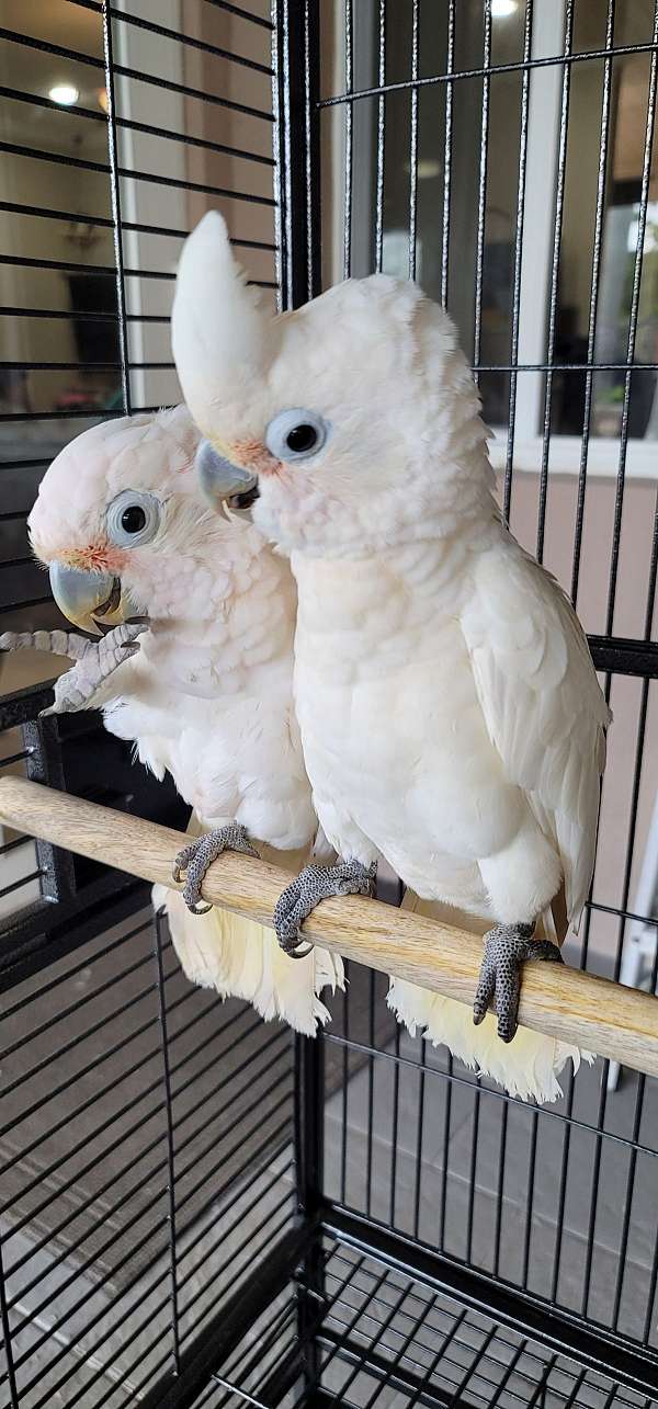 goffin-cockatoo-for-sale
