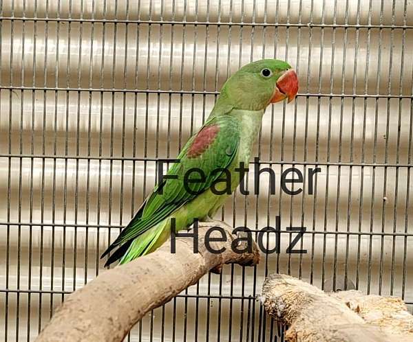 alexadrine-parakeet-for-sale-in-miami-fl