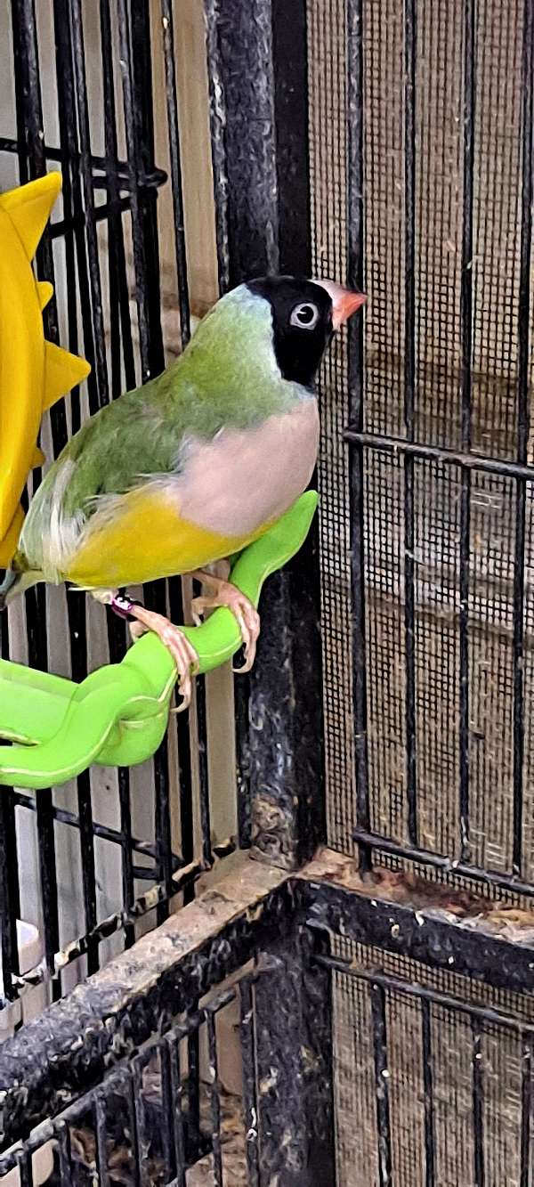 young-green-yellow-bird-for-sale