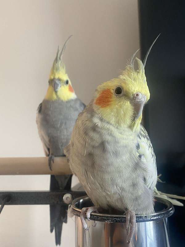 cockatiel-parrot-for-sale-in-indiana