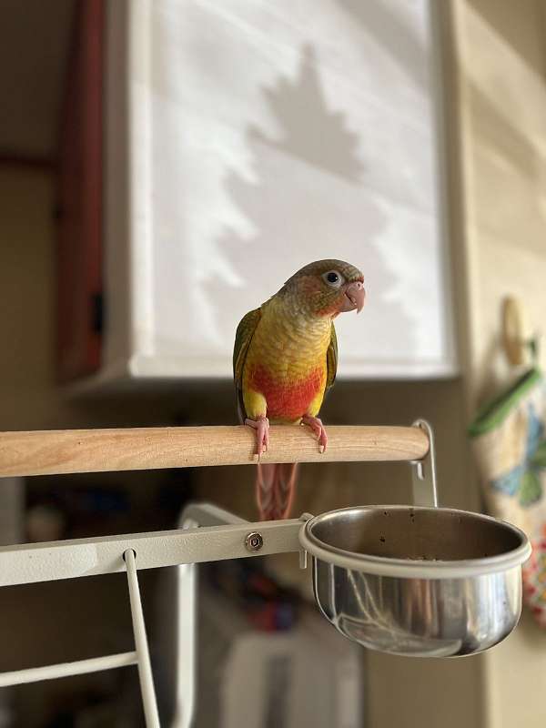 pineapple-conure-for-sale