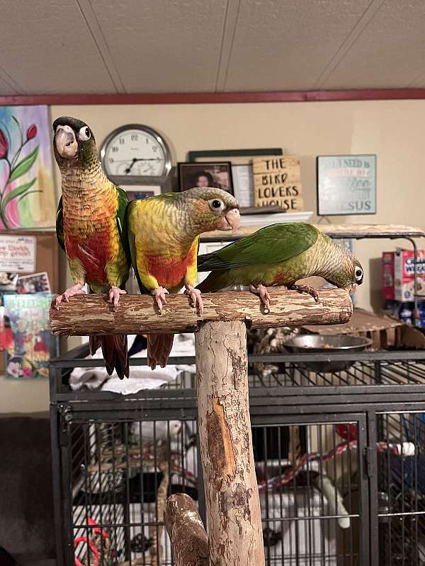 red-conure-for-sale