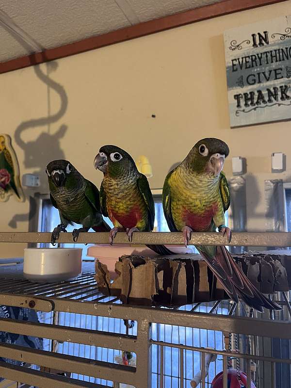 red-conure-for-sale