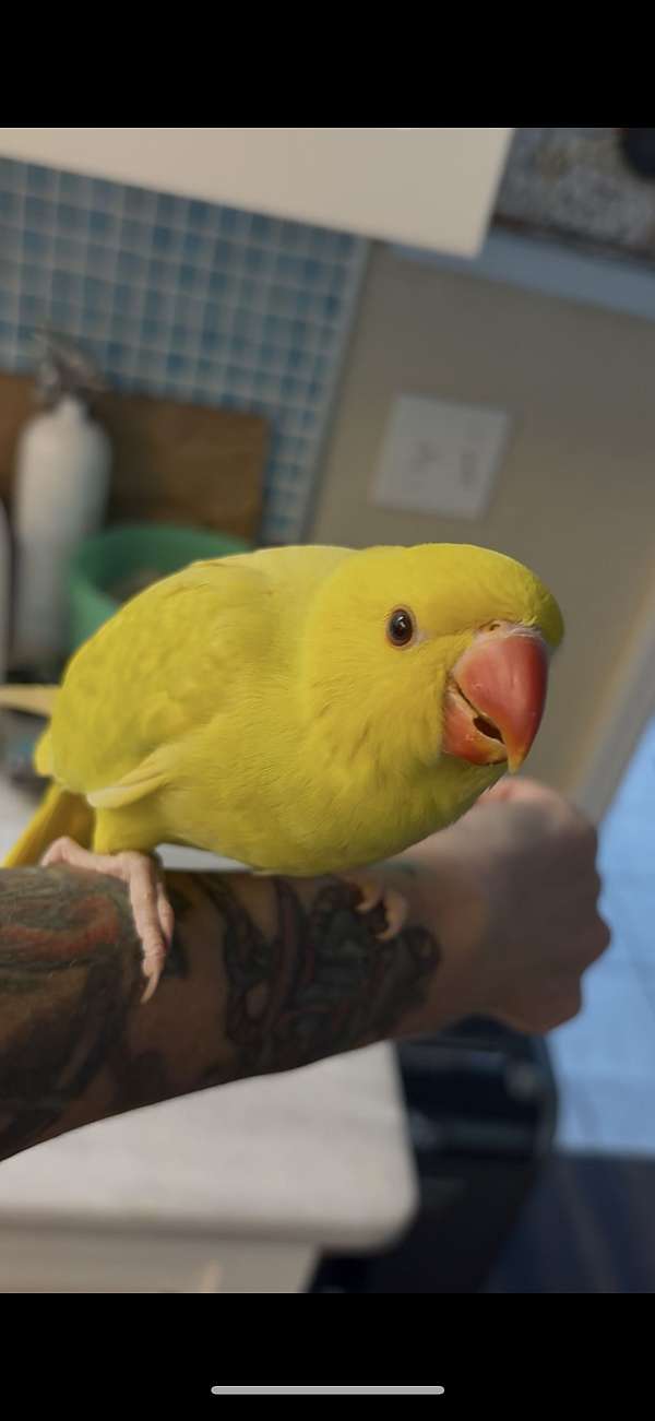 blue-ringneck-parakeet-for-sale