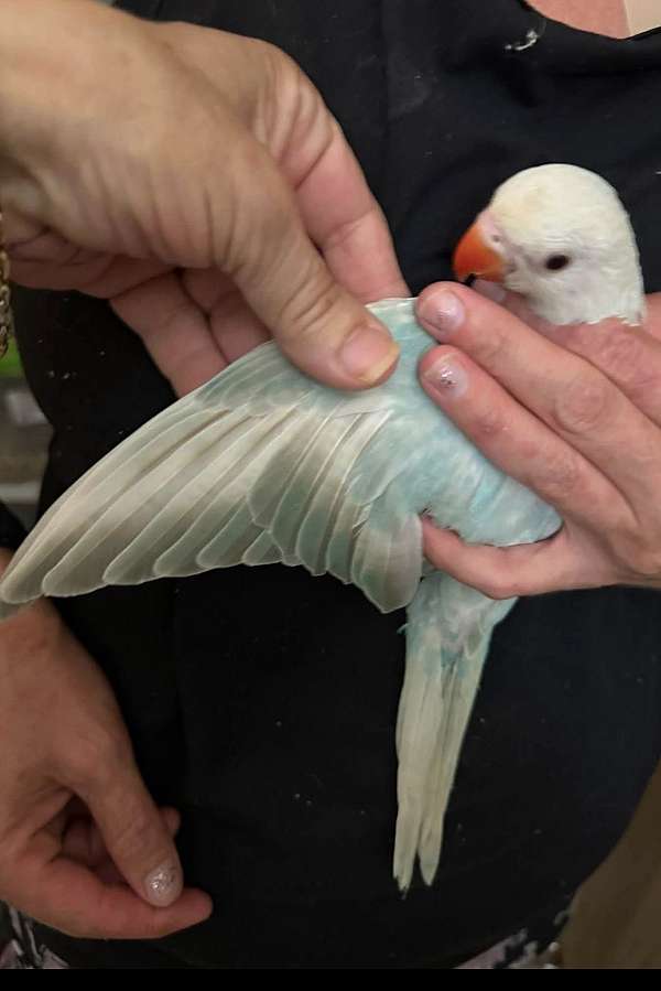 cherry-ringneck-parakeet-for-sale