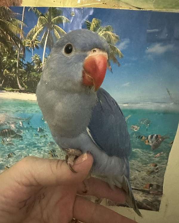 cobalt-ringneck-parakeet-for-sale